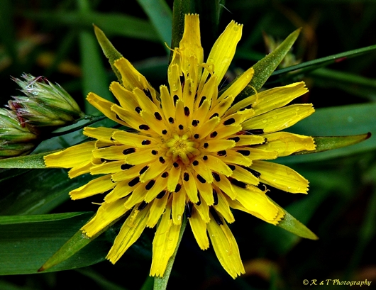 {Tragopogon dubius}